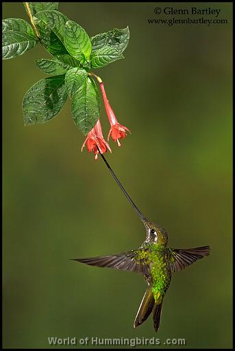 Hummingbird Garden Catalog: Sword-Billed Hummingbird